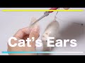 羊毛フェルトと洗濯のりで作る猫の耳/Cat ears made from wool felt and laundry starch(PVA).