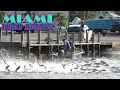 Look Out Fish Somethings Coming!!! | Miami Boat Ramps | Black Point Marina