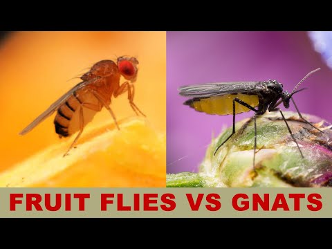 ვიდეო: Shore Fly ან Fungus Gnat - განსხვავება სანაპირო ბუზსა და სოკოს ბუზებს შორის