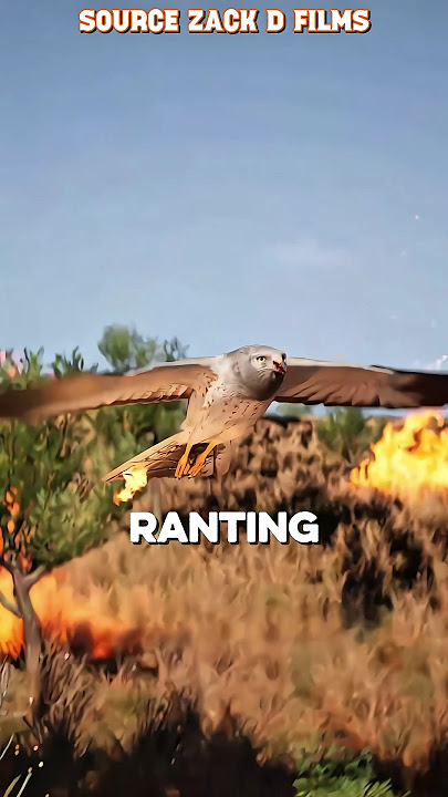 This Eagle Deliberately Sets Forest on Fire to Hunt! 😮