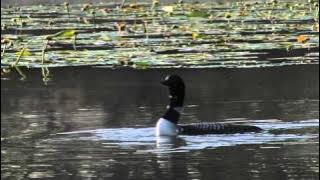 Common Loons and calls