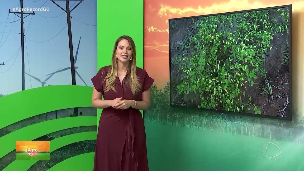 Agro Record 08/02/26 - Programa Completo