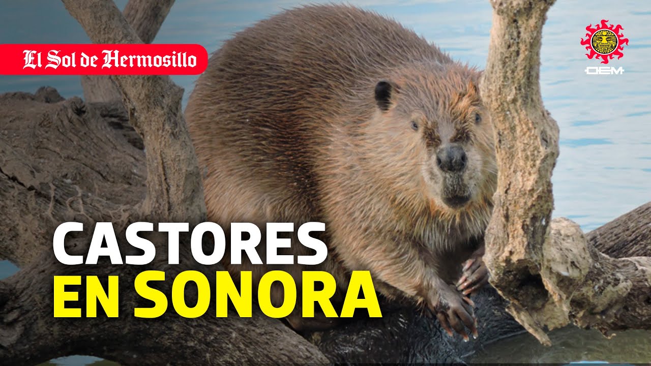 La importancia de los castores para los ecosistemas de Sonora
