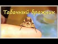 Табачный бражник (Manduca sexta)