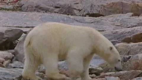 Proč je lední medvěd klasifikován jako zranitelný?
