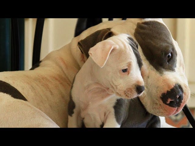 Mother Dogs Protecting Their Babies Compilation