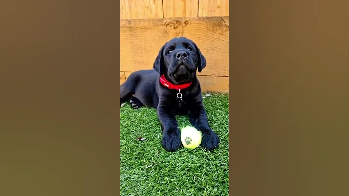 Cute labrador puppy