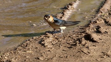 Red-rumped Swallow, gathering mud as nesting material
