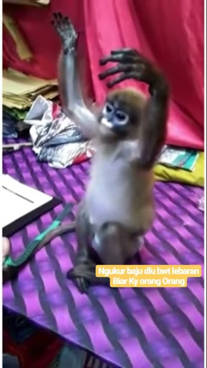 Ukur baju monyet