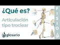 Articulación TROCLEAR | Qué es, ubicación, movimientos y función