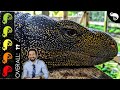 Crocodile Monitor, The Best Pet Lizard?