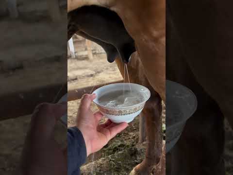 #horse #kyrgyzstan