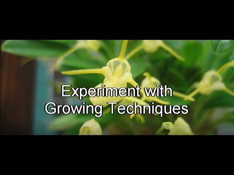Orchids! Experimenting with Growing Techniques
