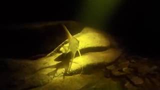 Pterophyllum altum collecting in Rio Atabapo Venezuela 2019