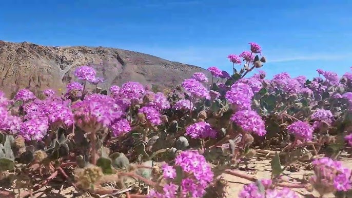 Fleur du désert : Fleurs : Désert d'Atacama : Chili 