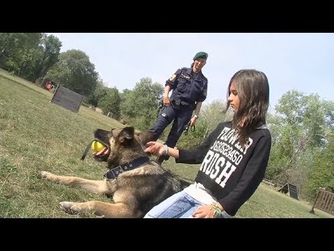 Video: Was Für Ein Beruf Ist Ein Hundeführer