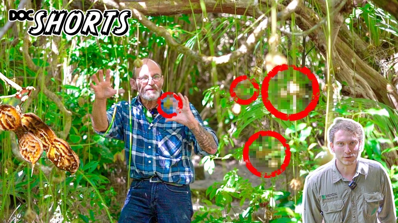 DOC SHORTS | Folge 7 - Blüten an langer Leine: Mucuna im Bergregenwald von Monteverde