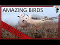 Amazing Birds of the World (2020 Edition)