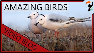 Amazing Birds of the World (2020 Edition)