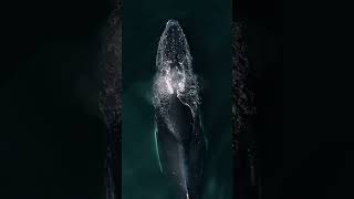 Humpback Whale From The Drone!