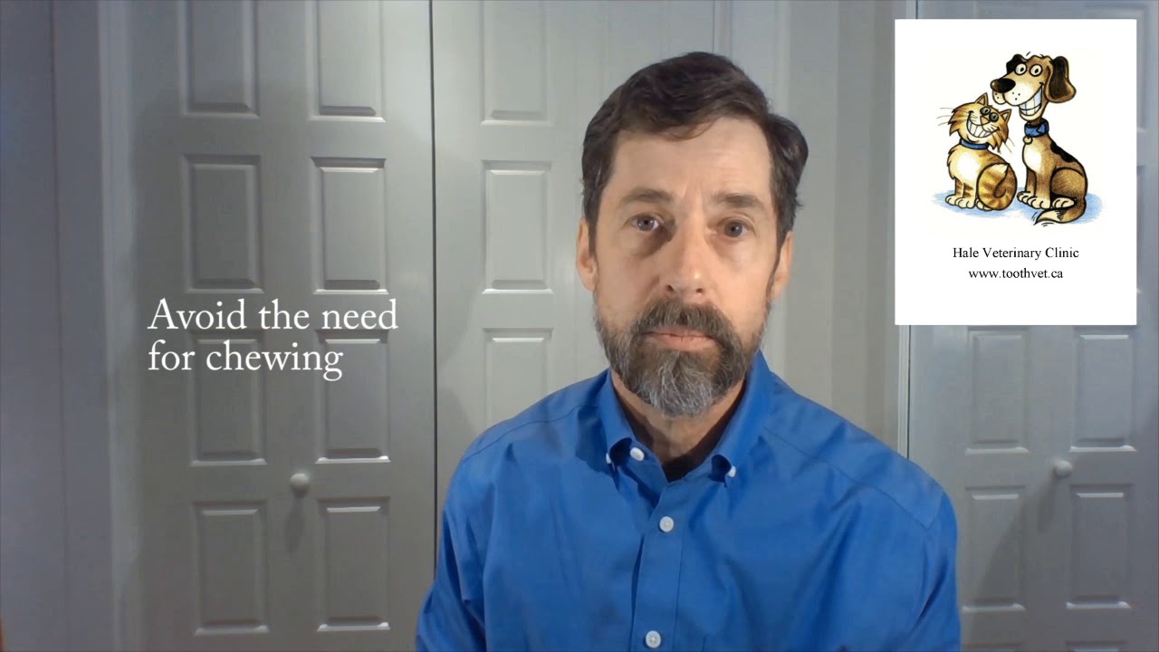 Tips For Feeding Your Dog After Oral Surgery YouTube