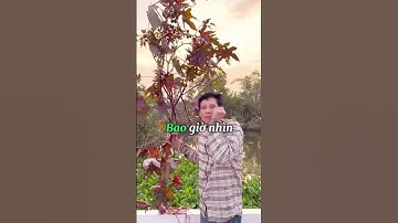 CÙNG TÌM HIỂU VỀ CÂY THẦU DẦU #thuocnam #caythuocnam #thaoduoc #dongy #shorts