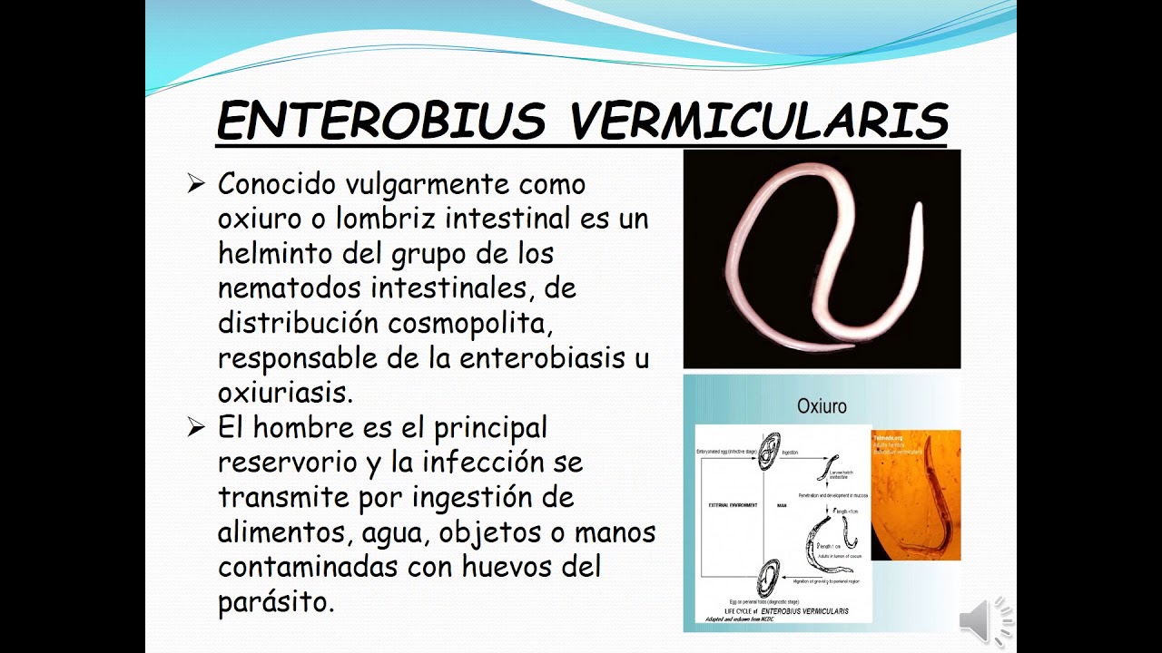 Enterobius vermicularis gpc. Enterobius vermicularis reservorio