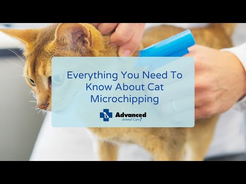Video: Cosa sapere su Microchipping Your Pet