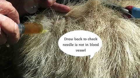 Intramuscular injections - how to give an IM injection to a goat