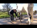 FEI Equestrian Snapshots - Equine Massage