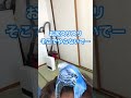 セキセイインコ♂の発情期🌸#shorts #インコまるけ
