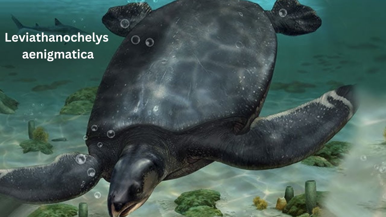 CarSized Turtle Fossils Discovered In Spain YouTube