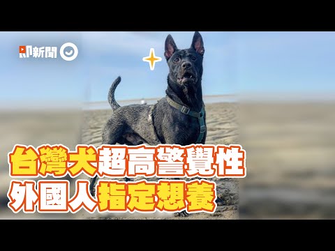 絕對忠誠！台灣犬警覺性強&大膽 外國人指定想養｜寵物｜狗｜台灣土狗｜福爾摩沙犬｜台灣特有品種犬