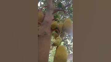 jackfruit tree.#short#video.viral.