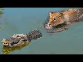 Lion attacks Crocodile very hard in the river, Wild Animals Attack