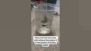 Testing 🍃for starch  #education #science #starch #biology #shorts #scienceexperiment #student #🧪