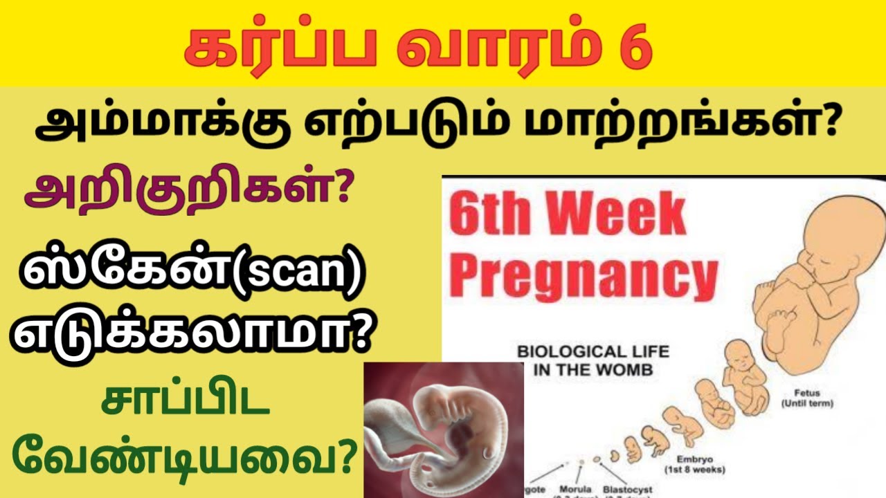 6-6th-week-of-pregnancy-in-tamil-6th-week-pregnancy