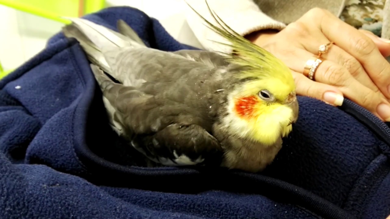 Sick Cockatiel, The last day of his 