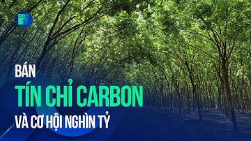 Cơ hội nghìn tỷ từ bán tín chỉ carbon | VTC1
