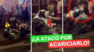 Mujer es ATACADA por un Border Collie - ¿Quién tuvo la culpa? 🚨