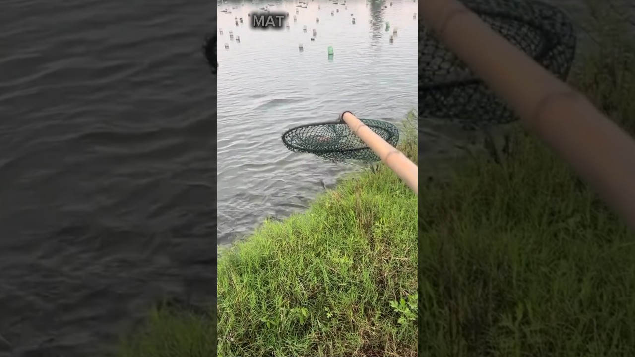 such an easy opportunity #shorts