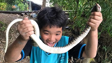 Theo Máy Cắt Lúa Bắt Chuột Ai Ngờ Túm Được Con Rắn Lạ | Chuột Rắn Nấu Lẩu Măng