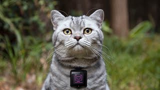 Cat With GoPro - Videos For Cats to Watch by Videos For Cats To Watch 693 views 3 months ago 4 minutes, 55 seconds