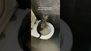 как сэкономить на кошачьем туалете