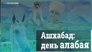 В Туркменистане Национальный Праздник Посвятили Алабаю