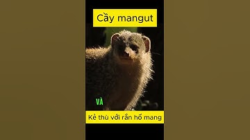 Tại sao rắn hổ mang lại ghét cầy mangut?