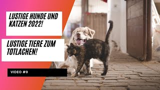 Lustige Hunde und Katzen 2022! - 🐈 🐾🐶Lustige Tiervideos zum totlachen! #9