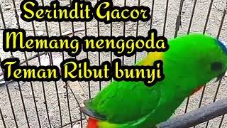 Serindit Gacor memanggil||Suara pikat yg menggoda teman||pancing bunyi 94