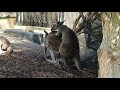 The making of baby kangaroos