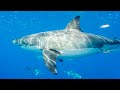 Shark population in Australia 'just out of hand'